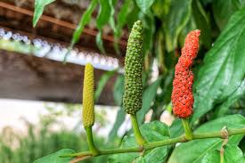 Cabe Jawa