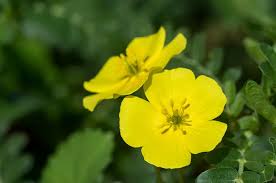 Tribulus